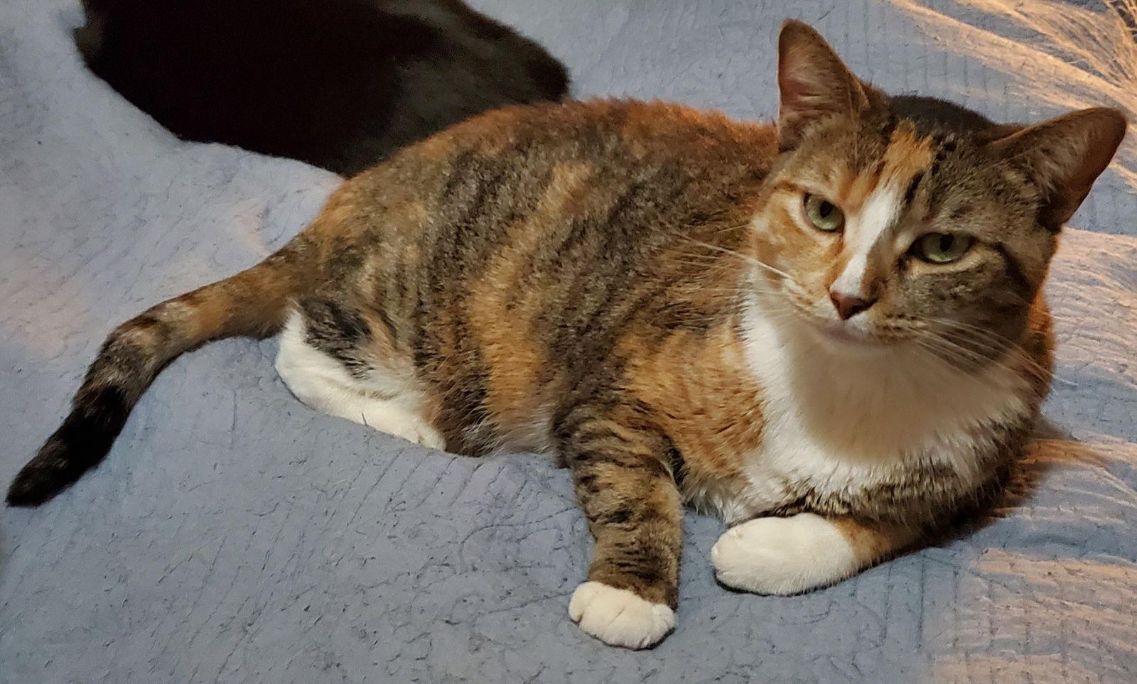 Gypsy, Adoptable, Adult Female Domestic Short Hair.