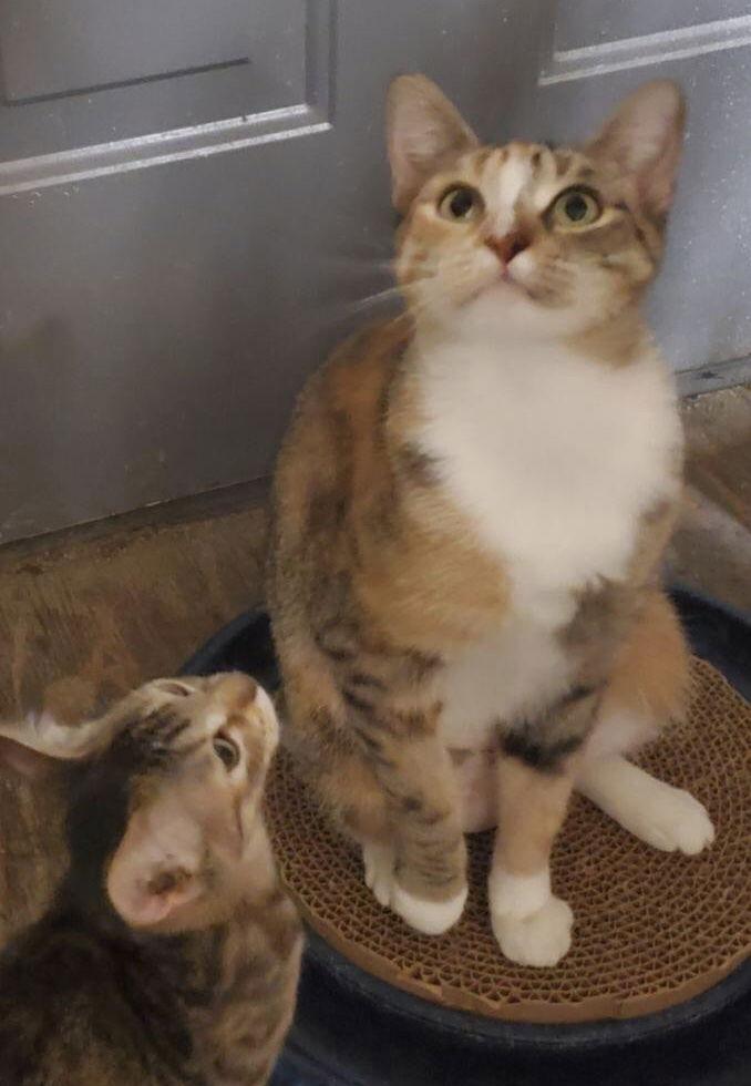 Enlarge Gypsy, a Adoptable Domestic Short Hair in Arlington, TX image 2/3