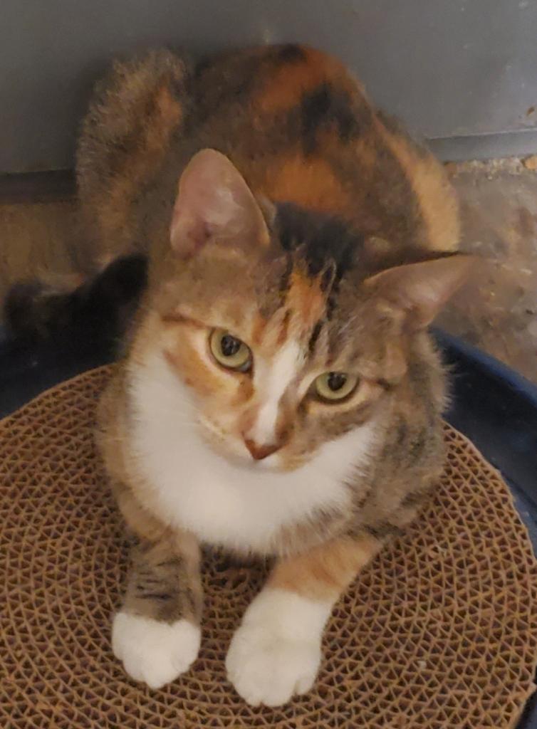 Enlarge Gypsy, a Adoptable Domestic Short Hair in Arlington, TX image 3/3