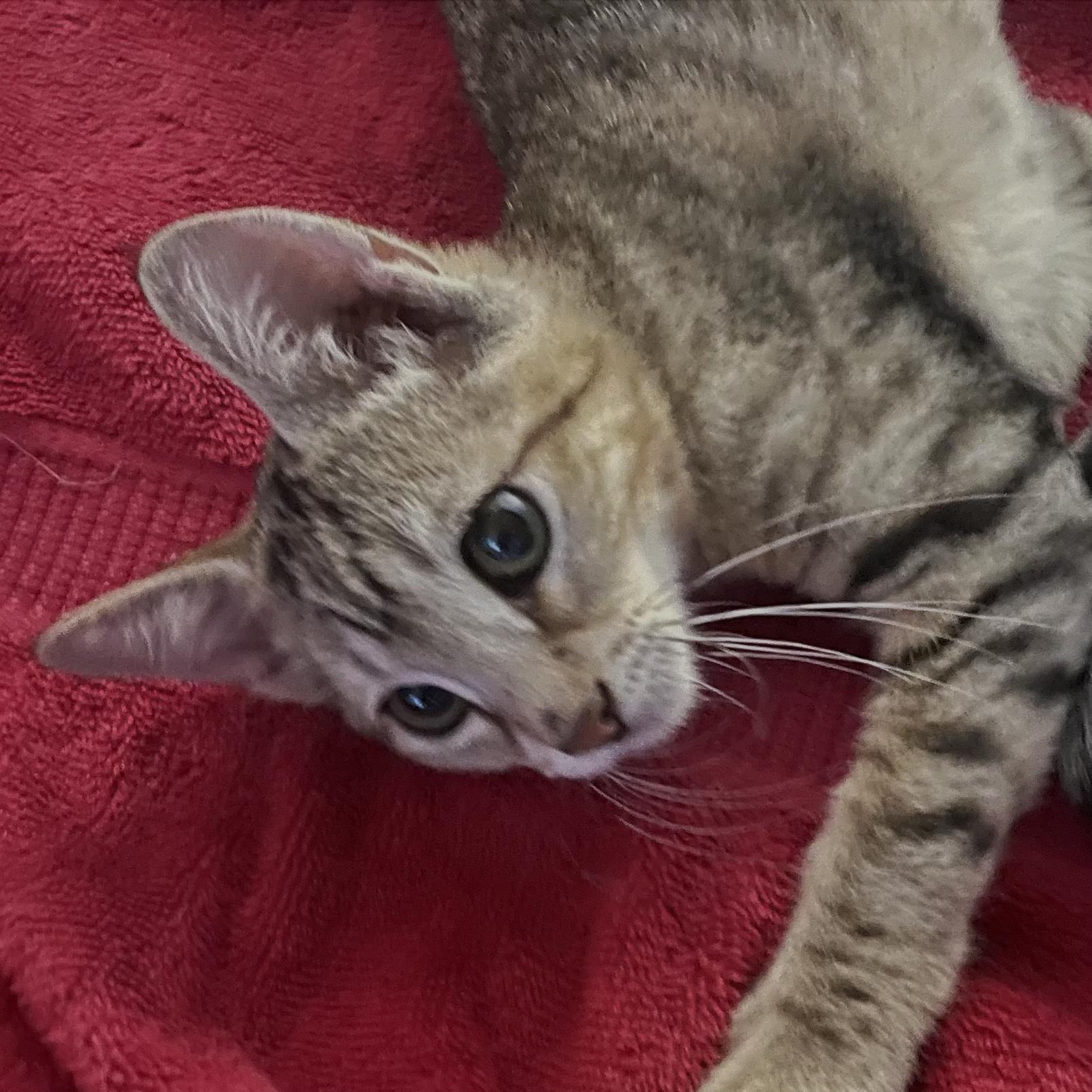 Simba