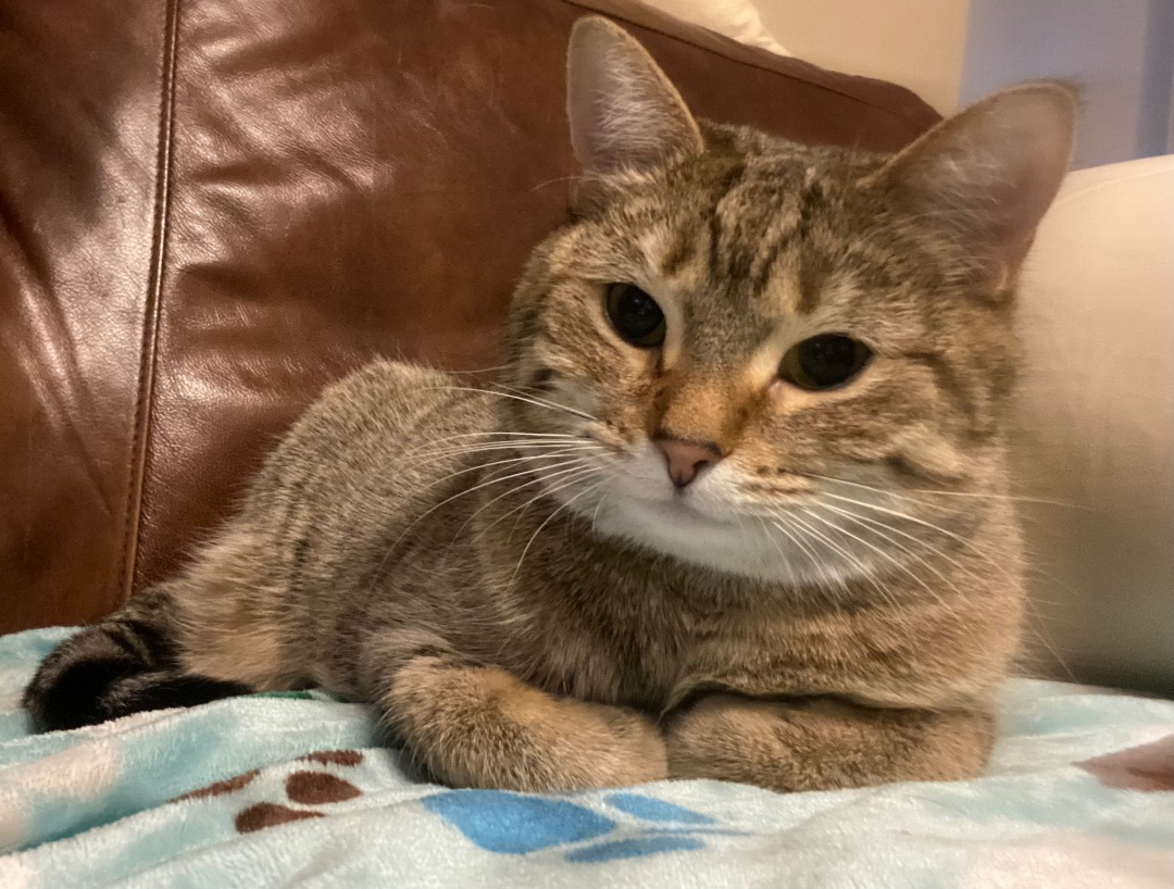 Enlarge Hissy, a Adoptable Torbie in Schererville, IN image 1/3