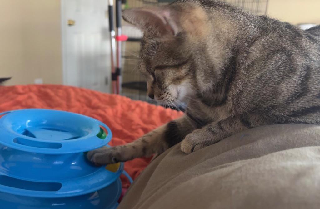 Tabitha, Adoptable, Kitten Female Domestic Short Hair.