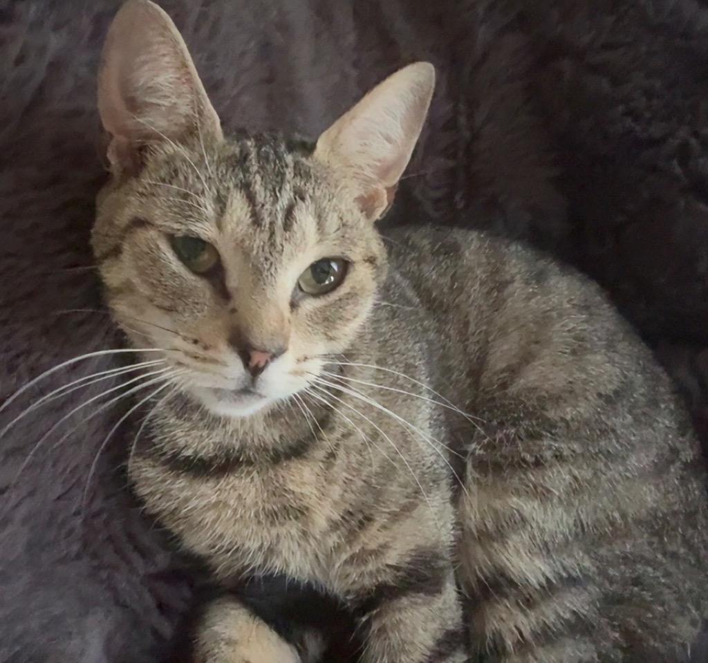 Enlarge Tabitha, a Adoptable mixed breed in Evans, GA image 2/6