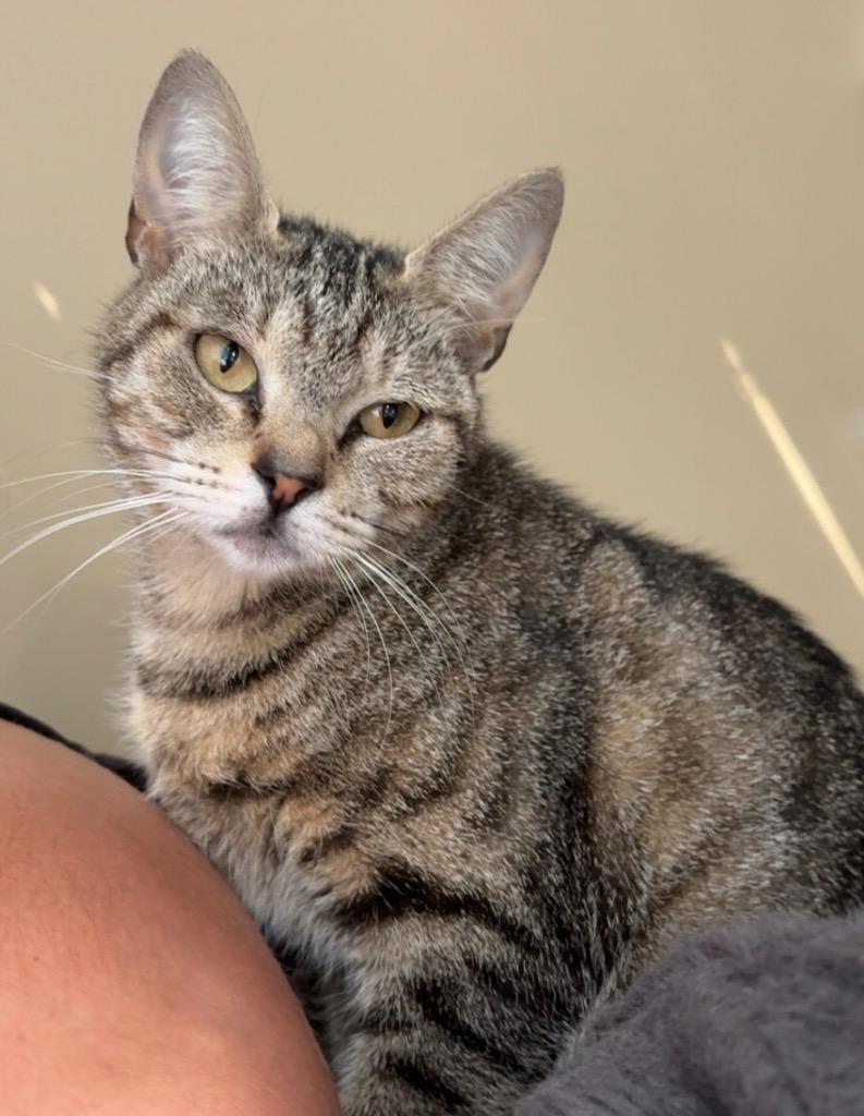 Enlarge Tabitha, a Adoptable mixed breed in Evans, GA image 5/6