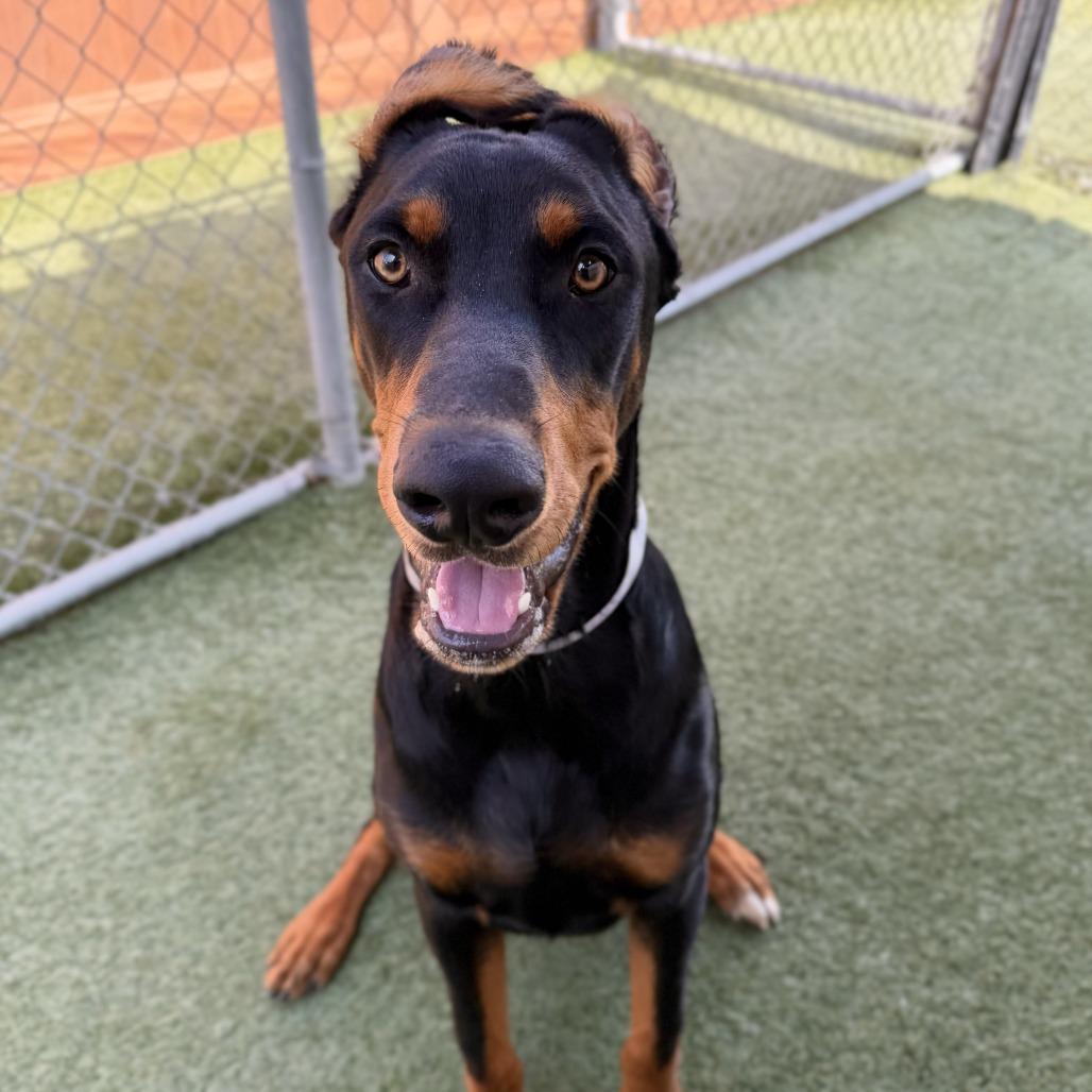 Enlarge Oliver, a Adoptable Doberman Pinscher in Hawthorne, CA image 1/1