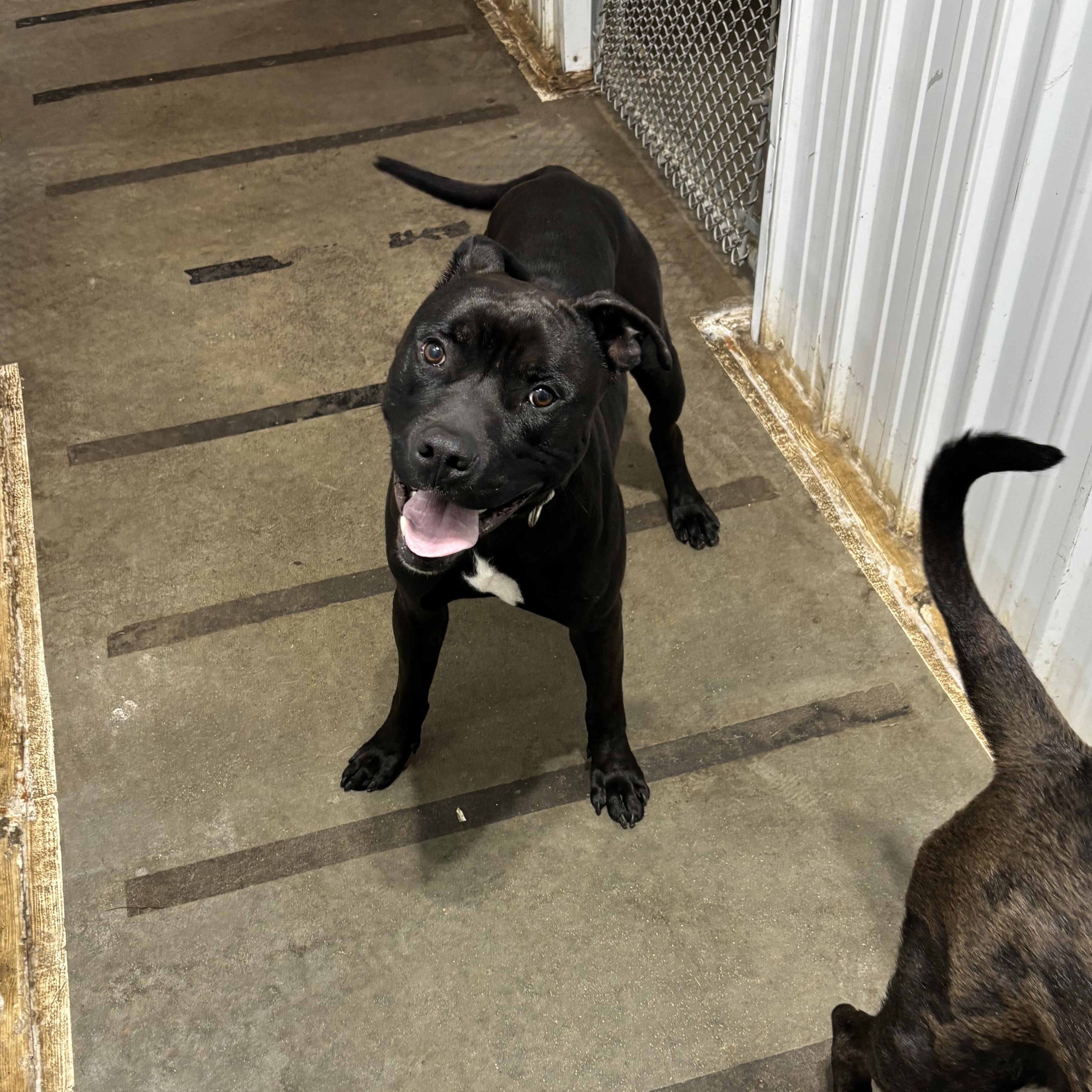 Rook, an adoptable Pit Bull Terrier in Jamestown, ND, 58402 | Photo Image 1