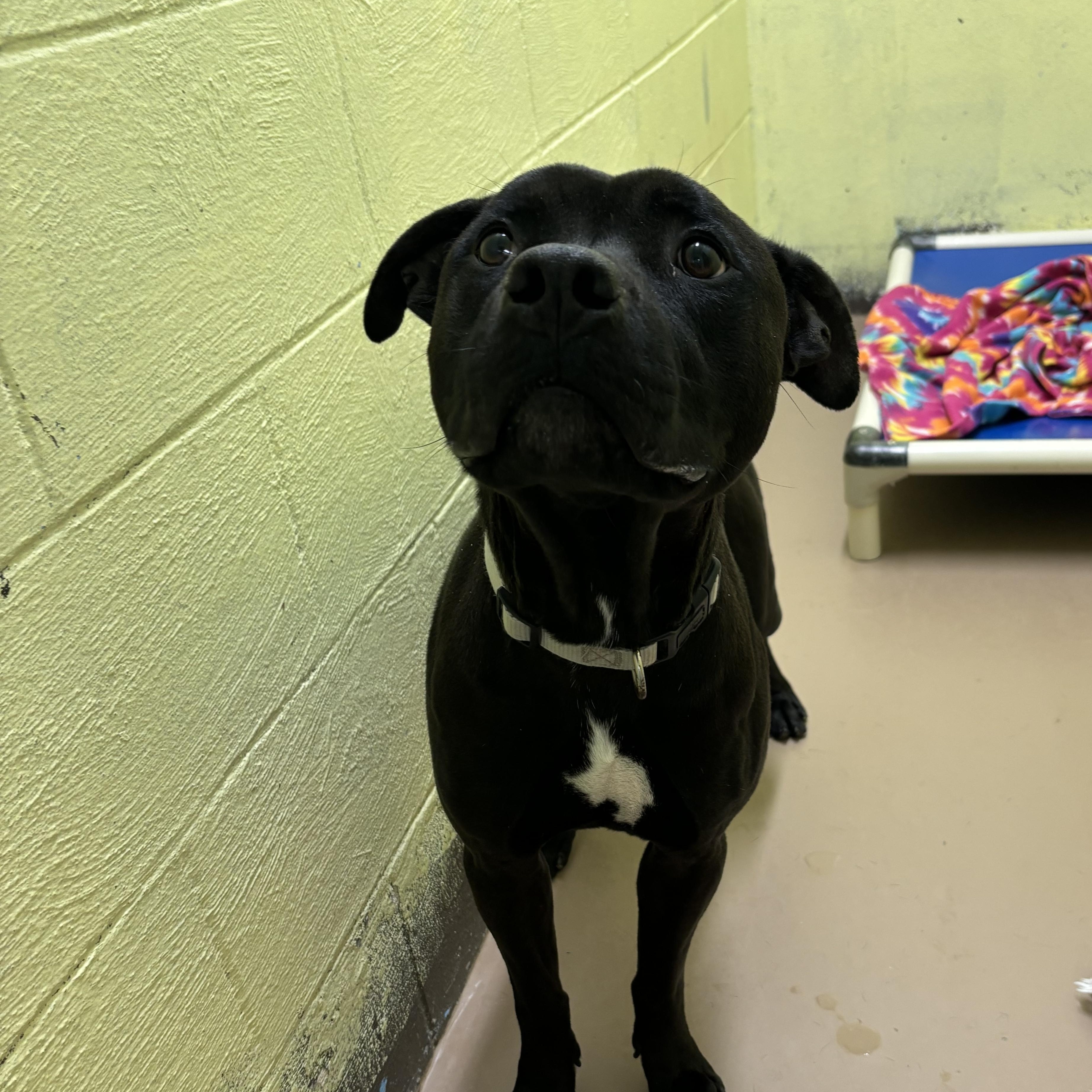 Rook, an adoptable Pit Bull Terrier in Jamestown, ND, 58402 | Photo Image 4