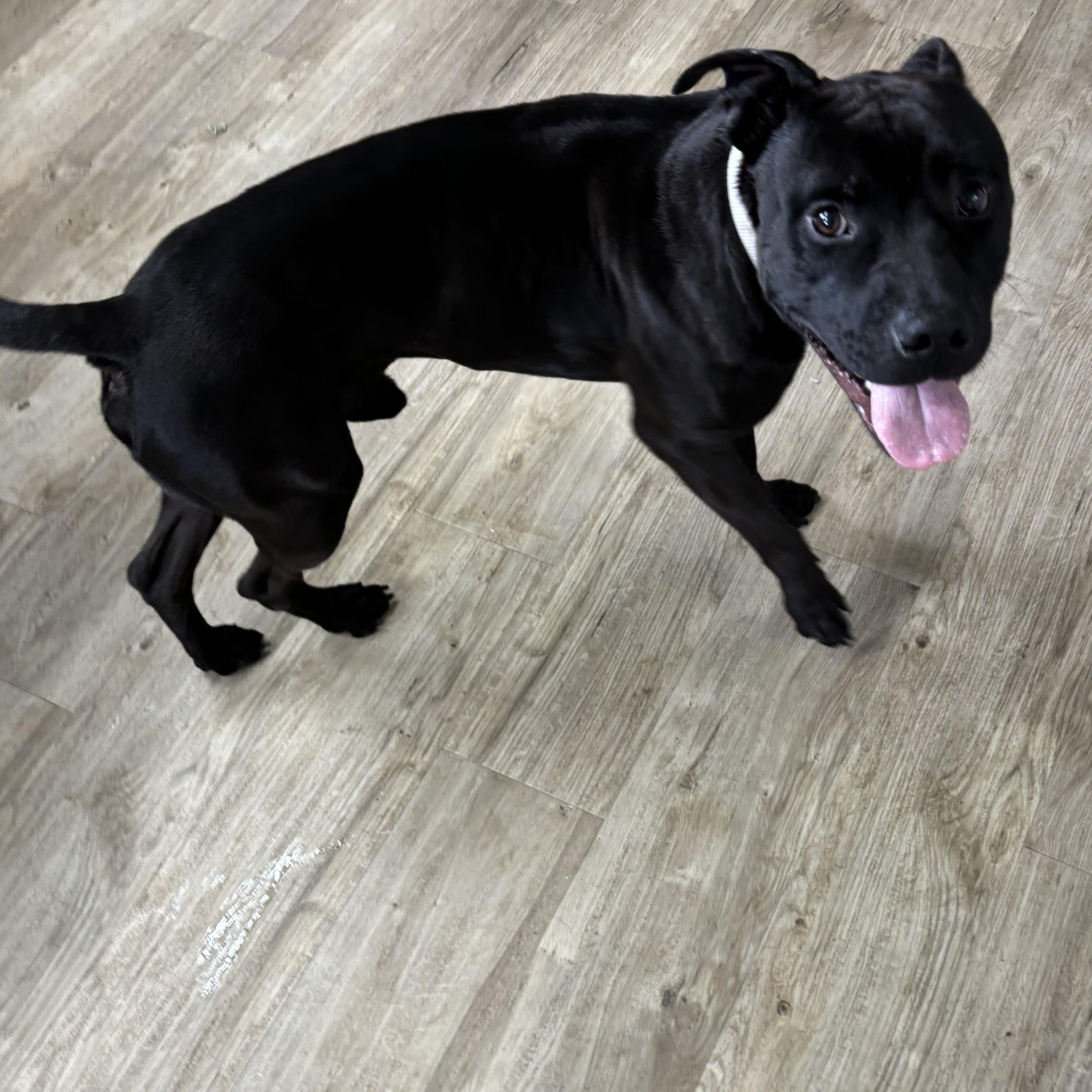 Rook, an adoptable Pit Bull Terrier in Jamestown, ND, 58402 | Photo Image 2