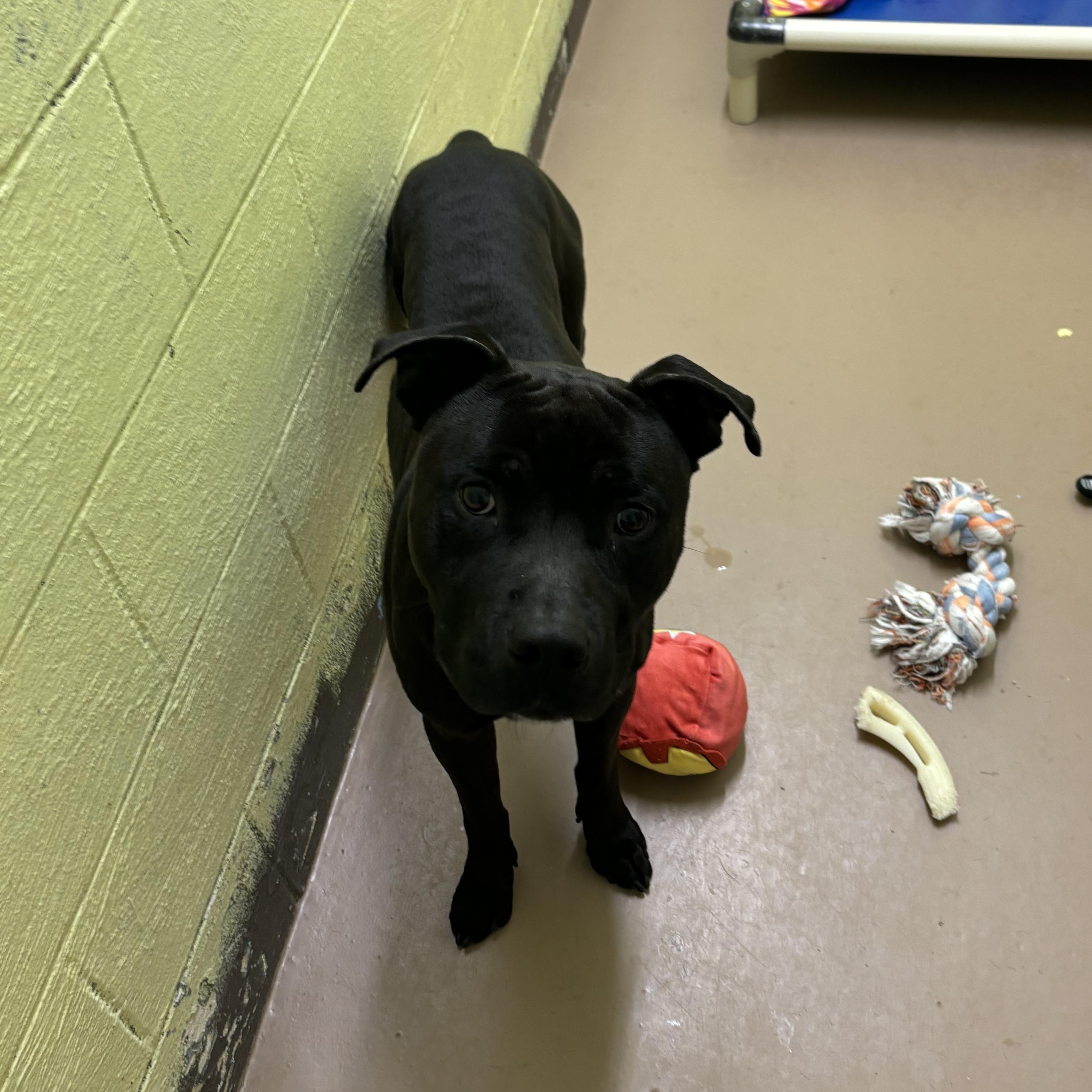 Rook, an adoptable Pit Bull Terrier in Jamestown, ND, 58402 | Photo Image 5