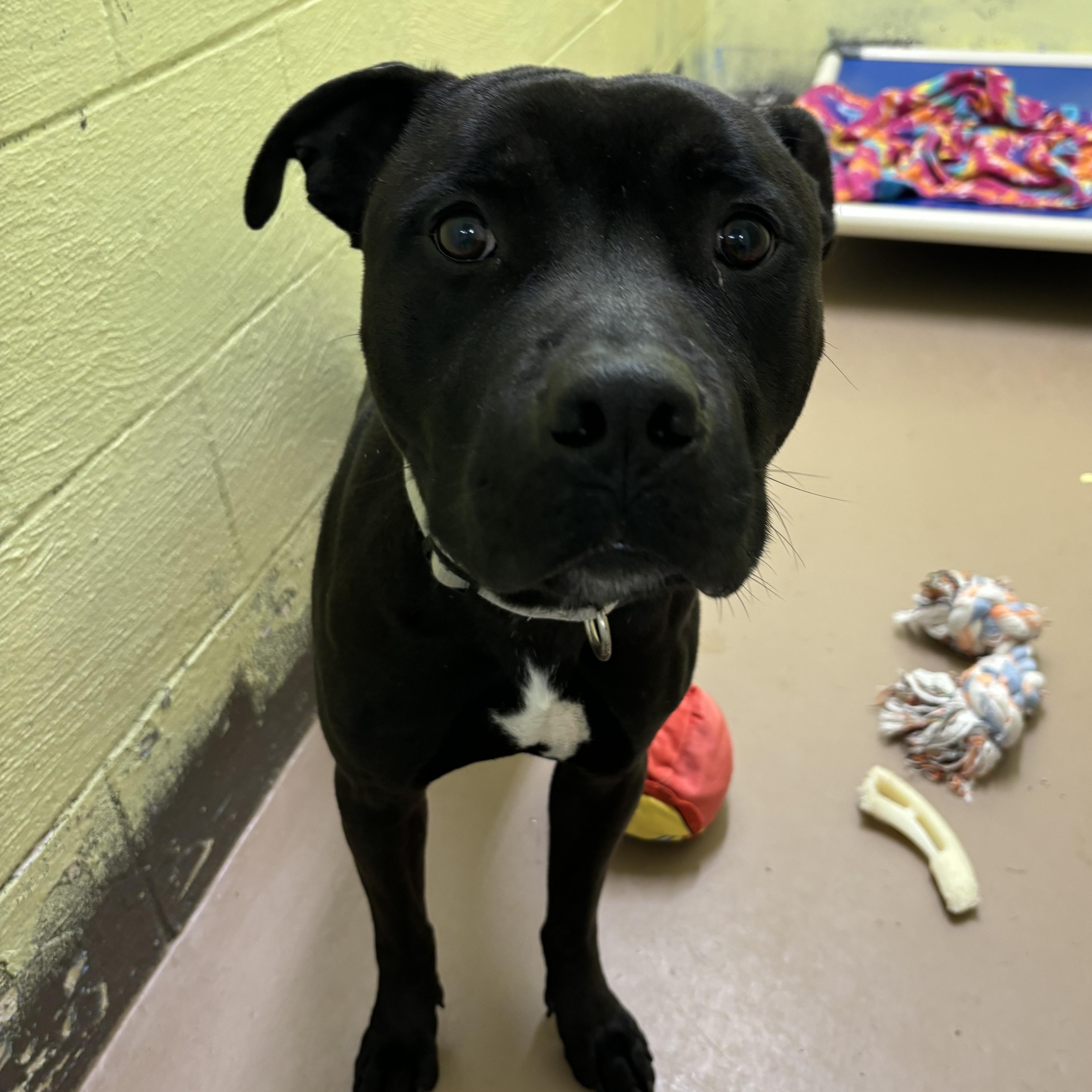 Rook, an adoptable Pit Bull Terrier in Jamestown, ND, 58402 | Photo Image 3