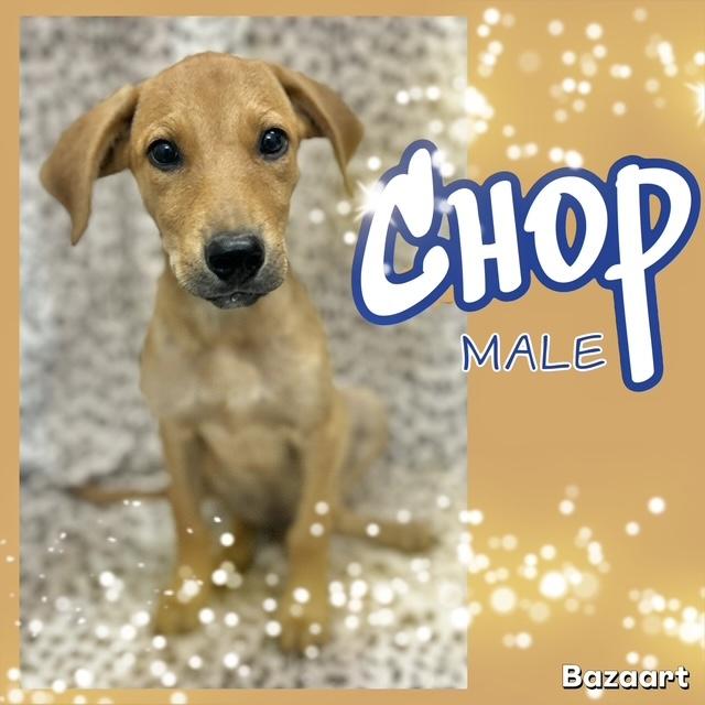 Chop
