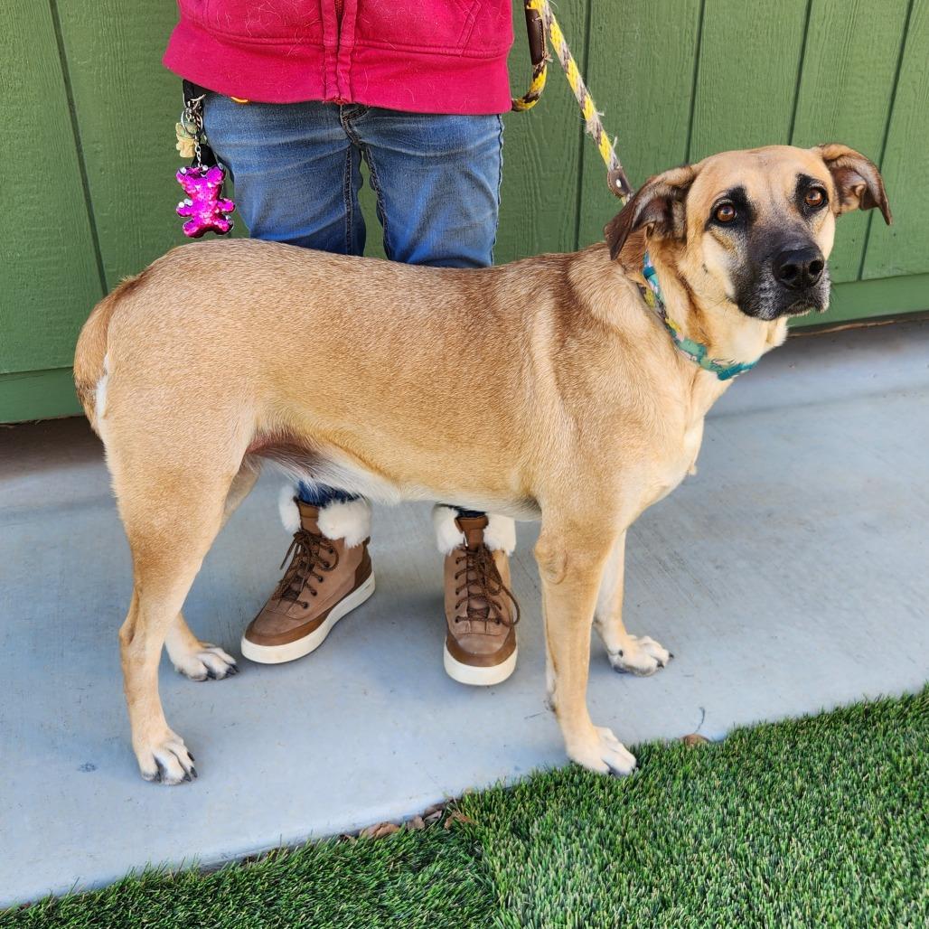 Enlarge Maggie, a Adoptable Mixed Breed in Prescott, AZ image 1/6