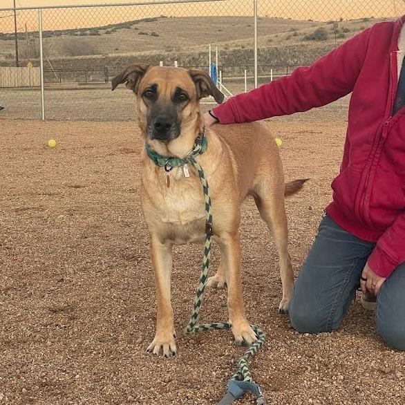 Enlarge Maggie, a Adoptable Mixed Breed in Prescott, AZ image 2/6