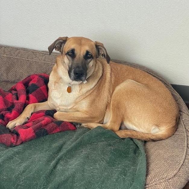 Enlarge Maggie, a Adoptable Mixed Breed in Prescott, AZ image 3/6