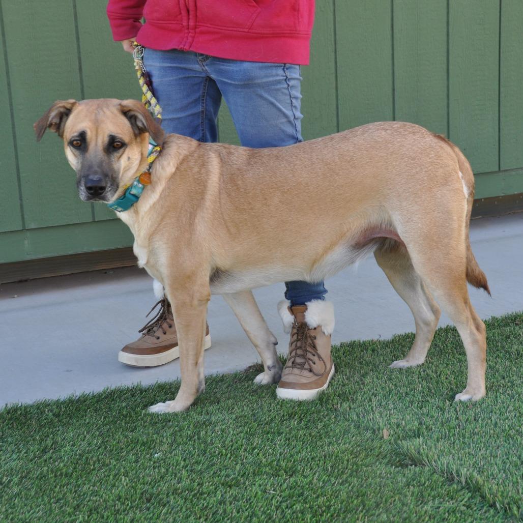 Enlarge Maggie, a Adoptable Mixed Breed in Prescott, AZ image 4/6