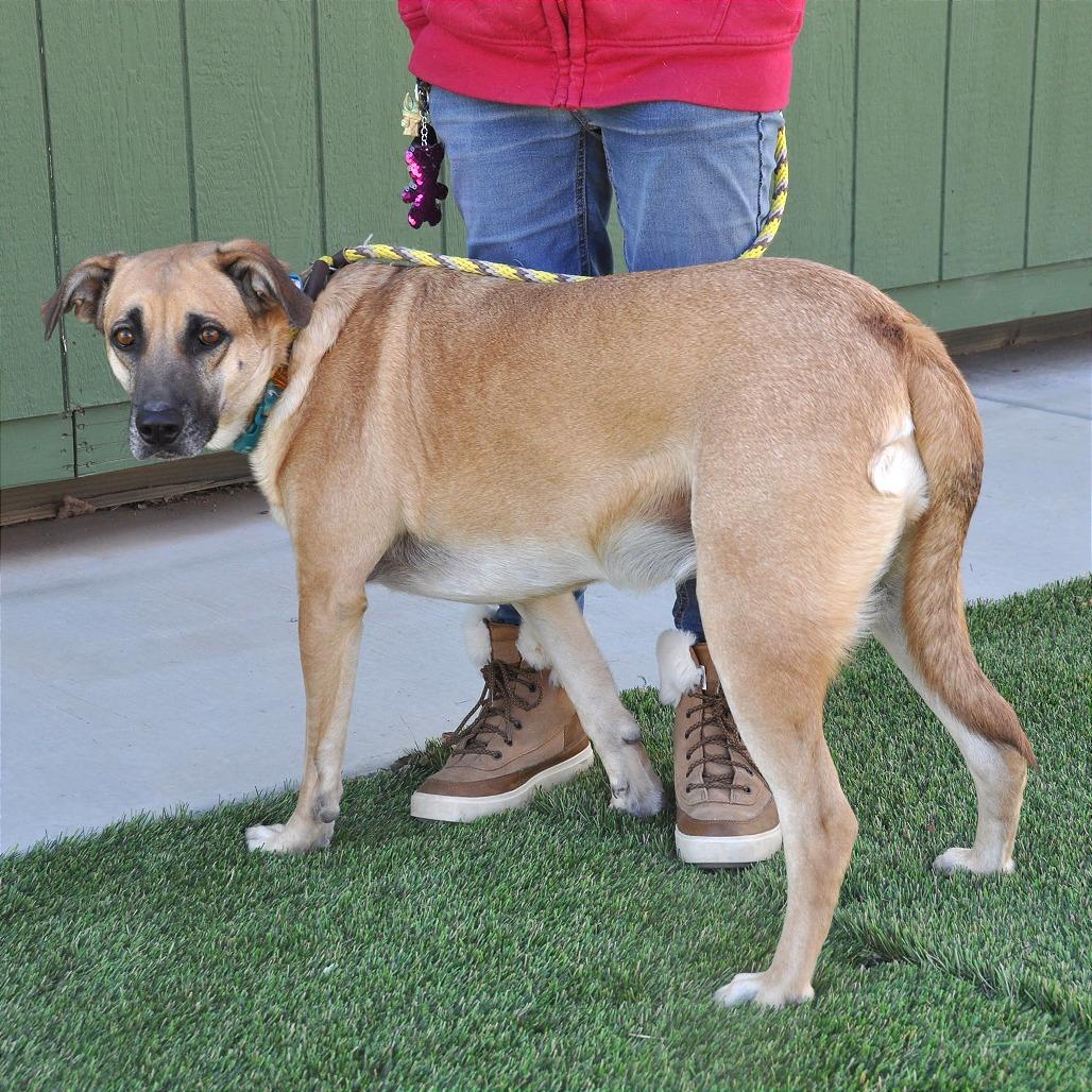 Enlarge Maggie, a Adoptable Mixed Breed in Prescott, AZ image 5/6