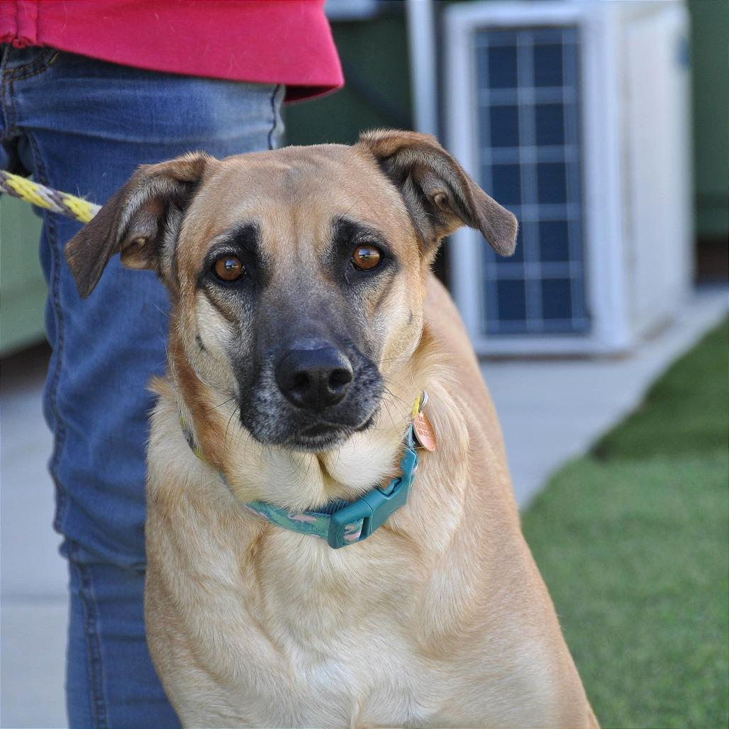 Enlarge Maggie, a Adoptable Mixed Breed in Prescott, AZ image 6/6