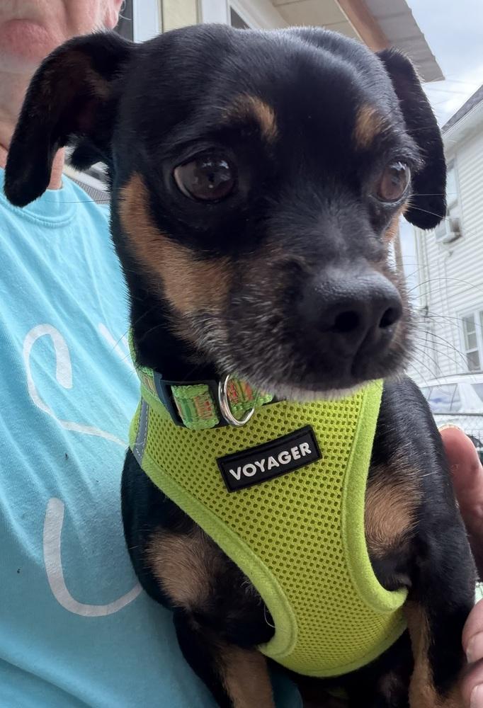 Enlarge Loki, a Adoptable mixed breed in Scranton, PA image 1/1