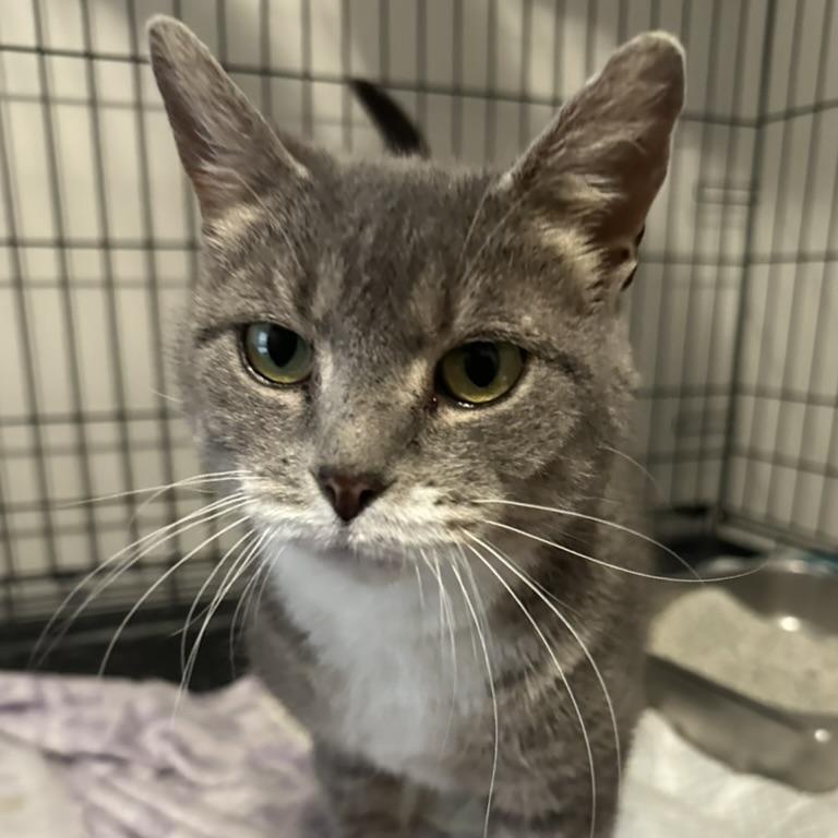 Holiday, a Adoptable Domestic Short Hair in Gerrardstown, WV image 1/2