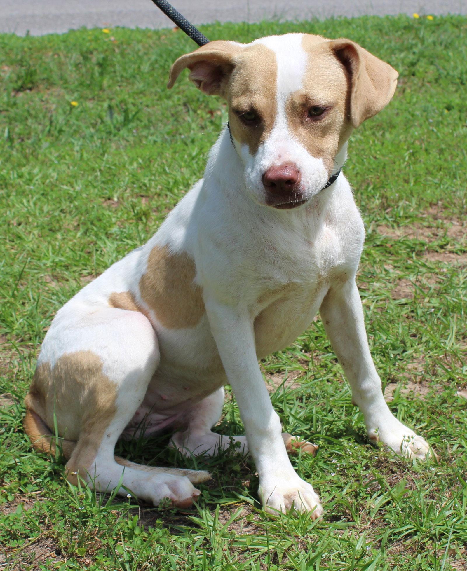 Hazel 43614, a Adoptable Labrador Retriever in Prattville, AL image 1/3