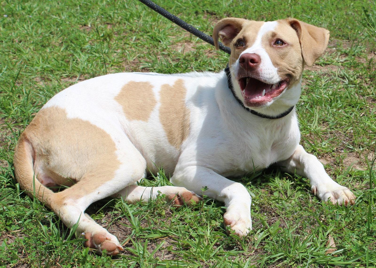Hazel 43614, a Adoptable Labrador Retriever in Prattville, AL image 2/3