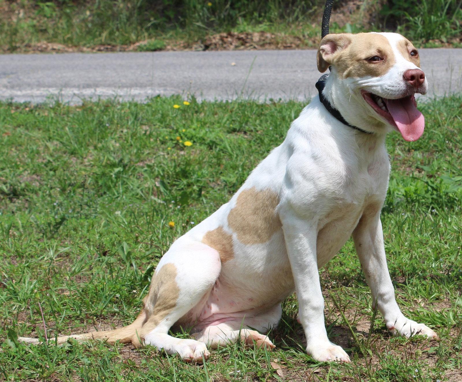 Hazel 43614, a Adoptable Labrador Retriever in Prattville, AL image 3/3