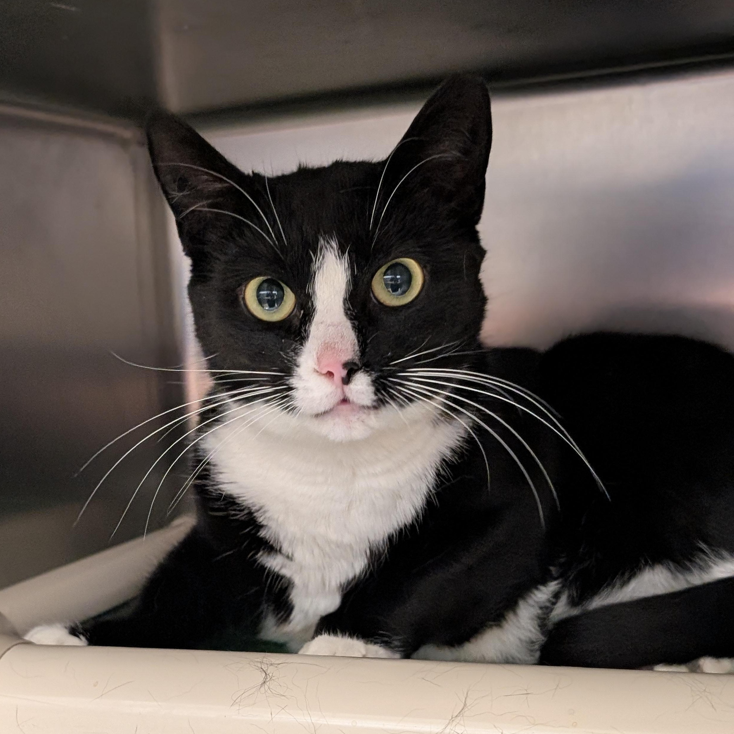 Enlarge Oreo, a other Domestic Short Hair in St. Augustine, FL image 1/3