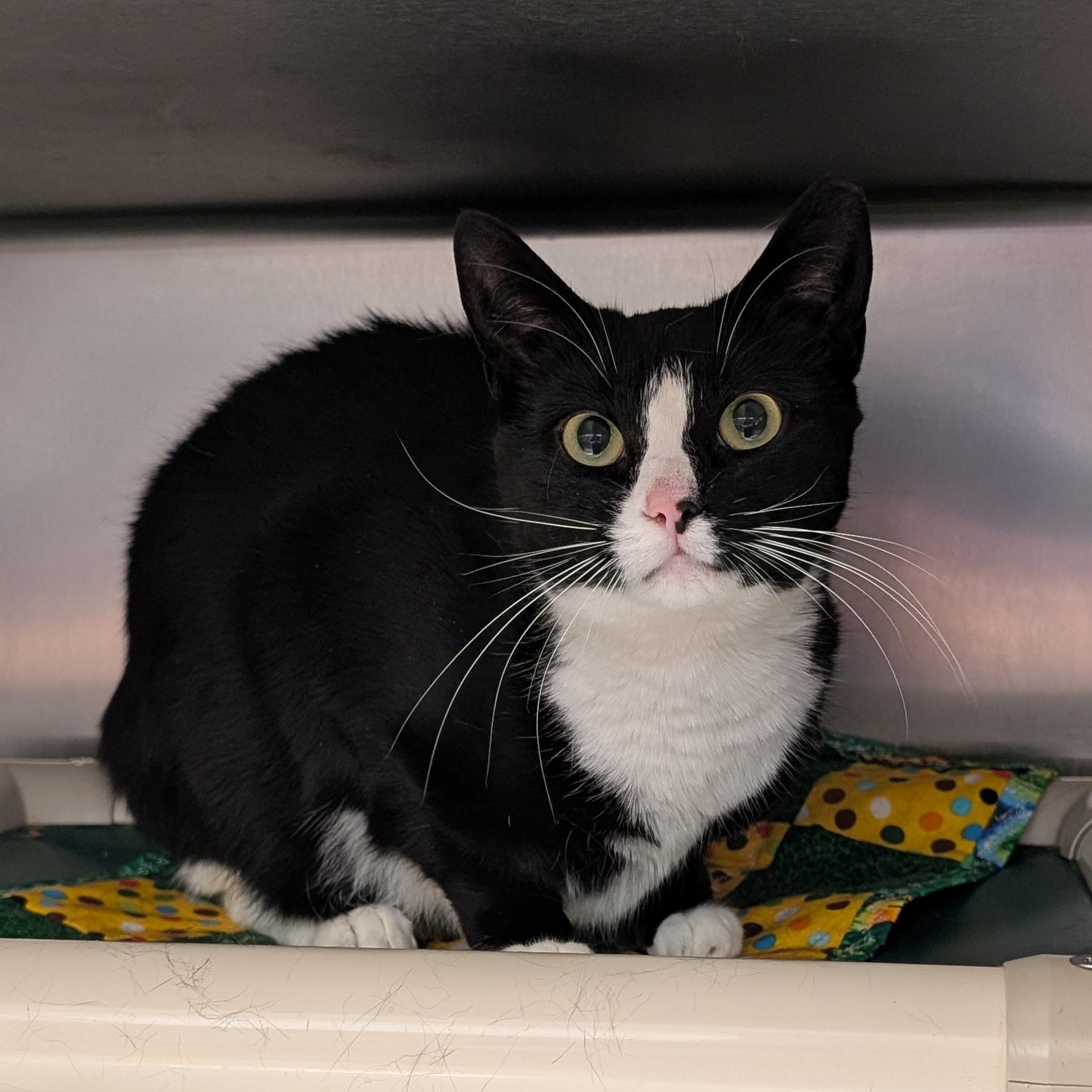 Enlarge Oreo, a other Domestic Short Hair in St. Augustine, FL image 2/3