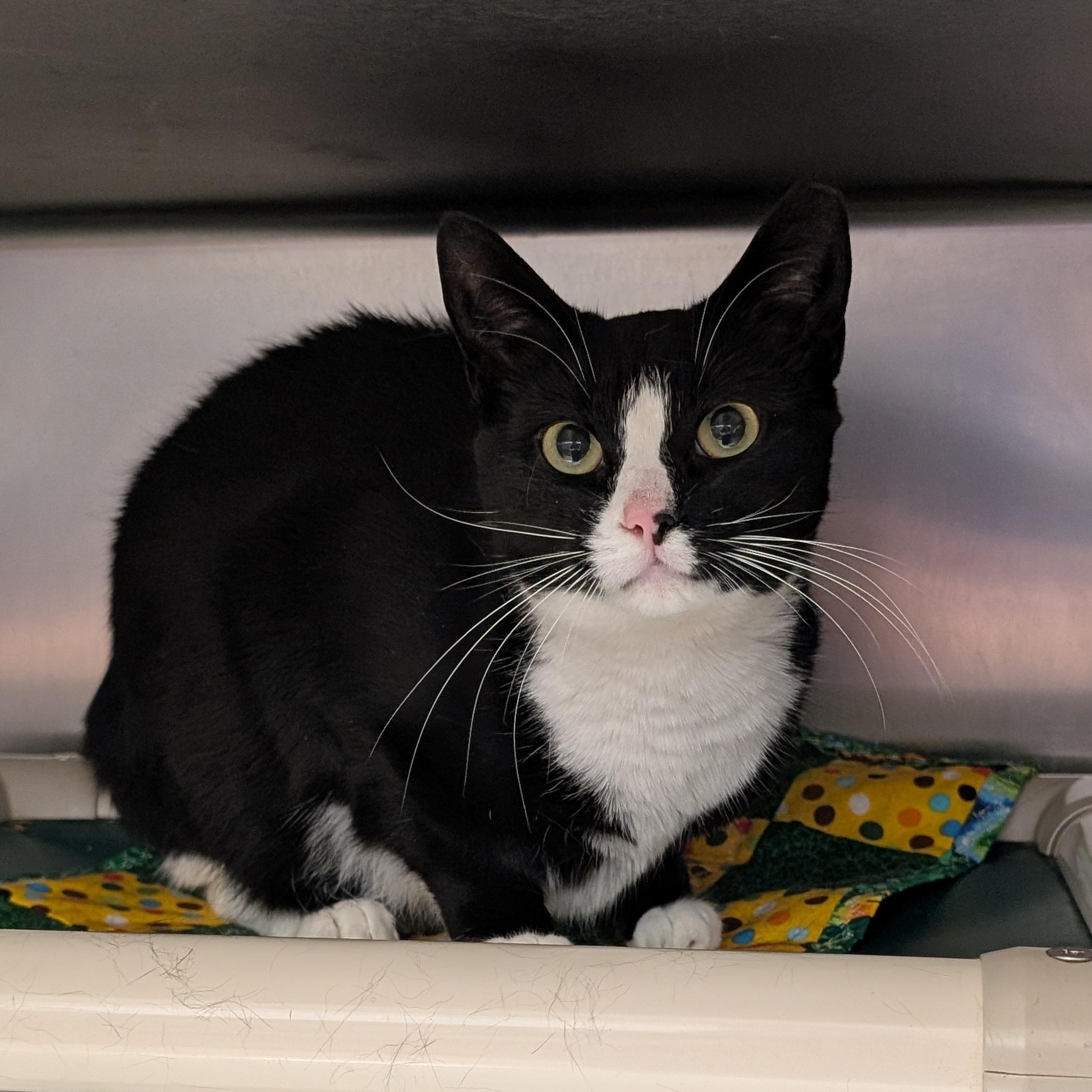 Enlarge Oreo, a other Domestic Short Hair in St. Augustine, FL image 3/3