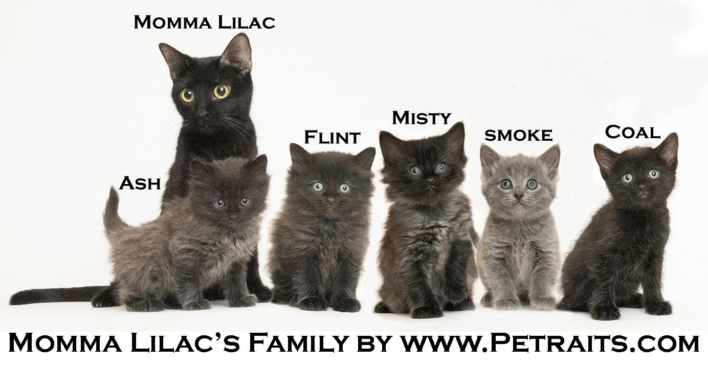 Momma Lilac and Family, Adoptable, Kitten Female Domestic Medium Hair.
