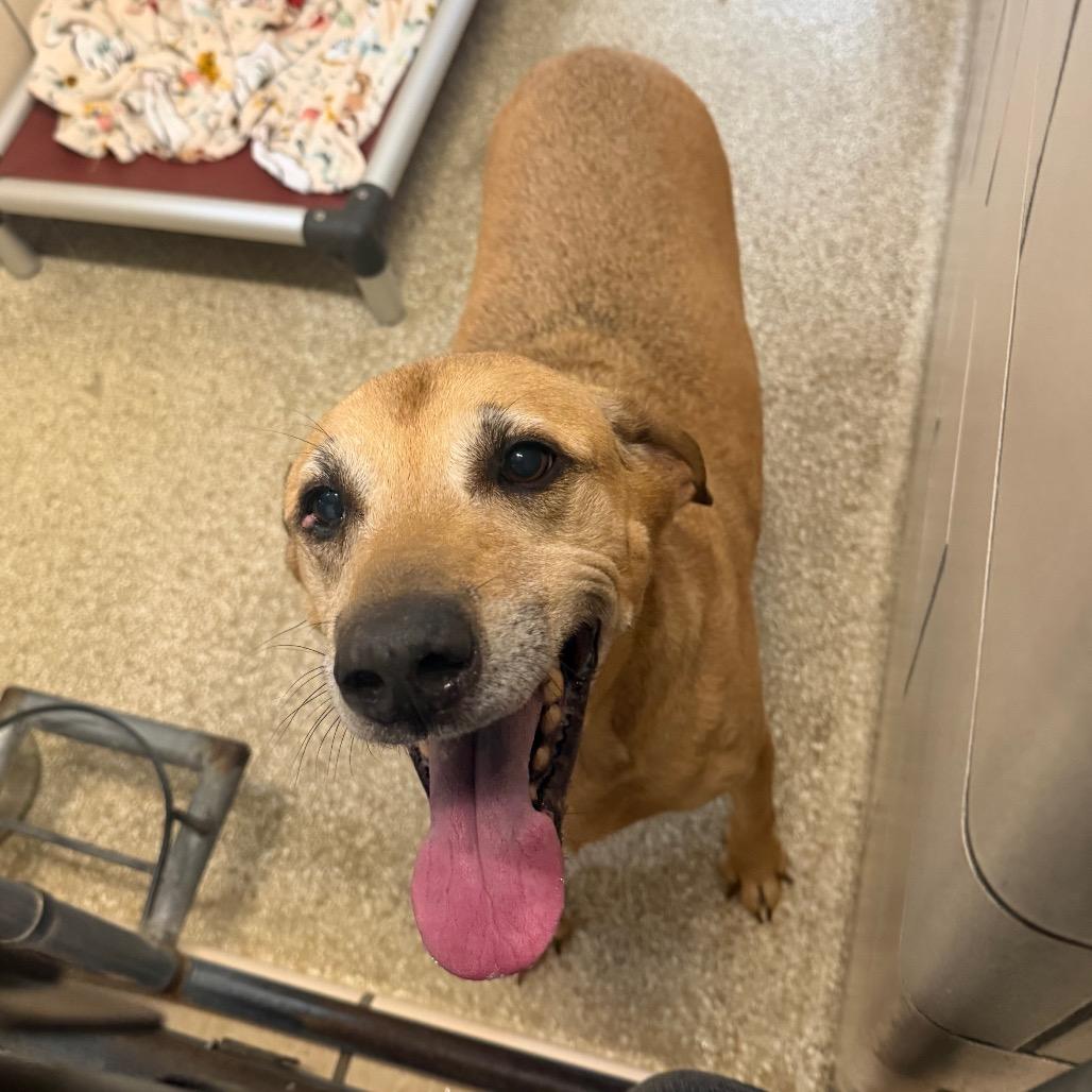 Buckles, Adoptable, Senior Male Coonhound & Mixed Breed.