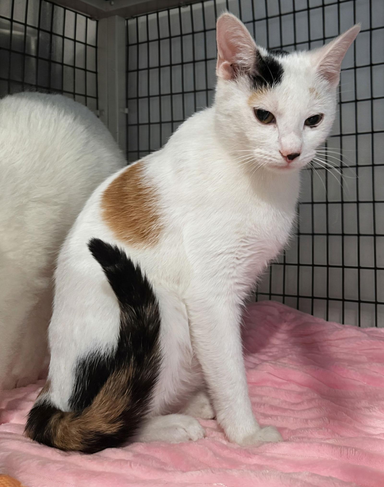 Enlarge Calalily 4.29.25, a Adoptable Domestic Short Hair in Apopka, FL image 1/2