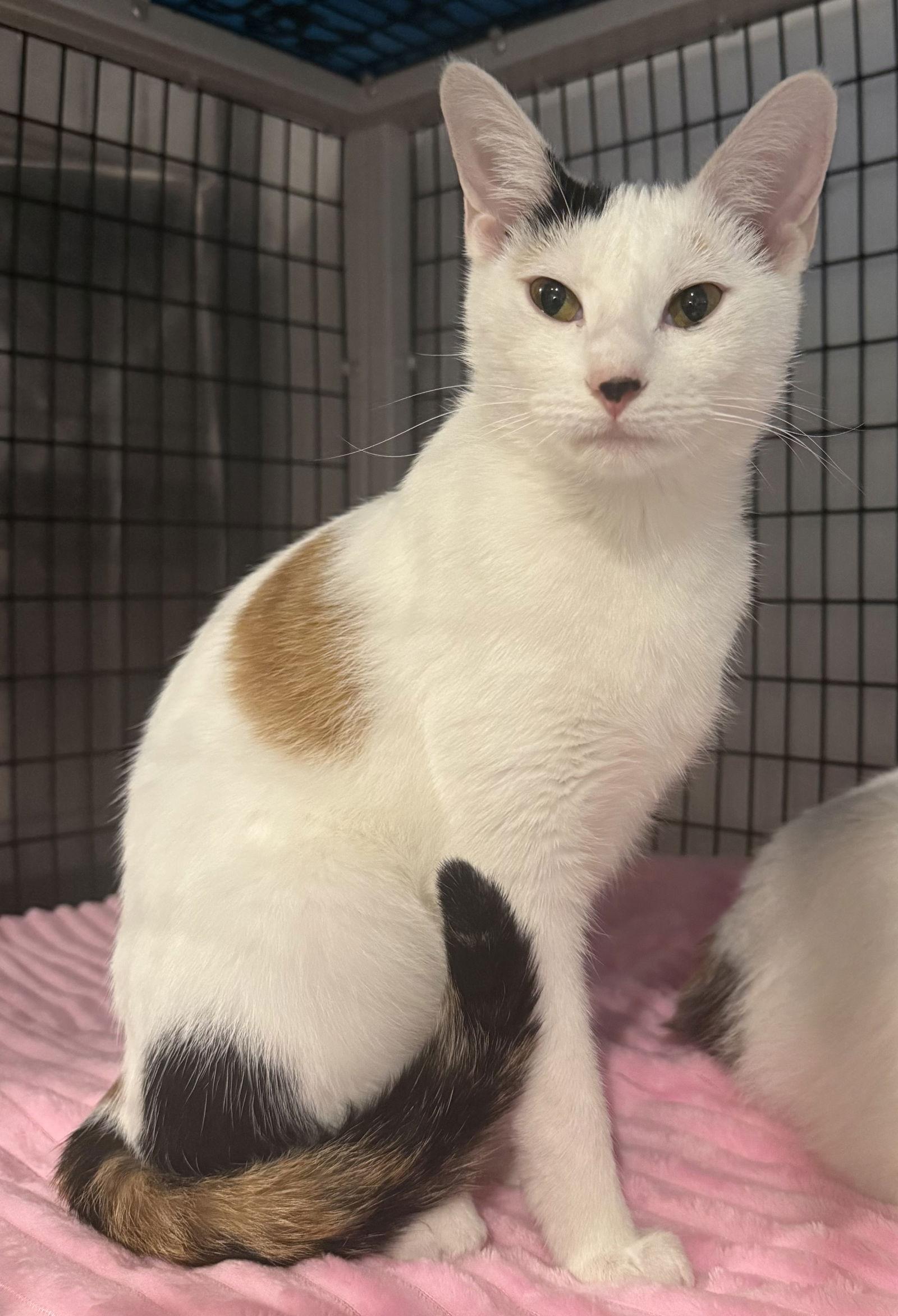 Enlarge Calalily 4.29.25, a Adoptable Domestic Short Hair in Apopka, FL image 2/2