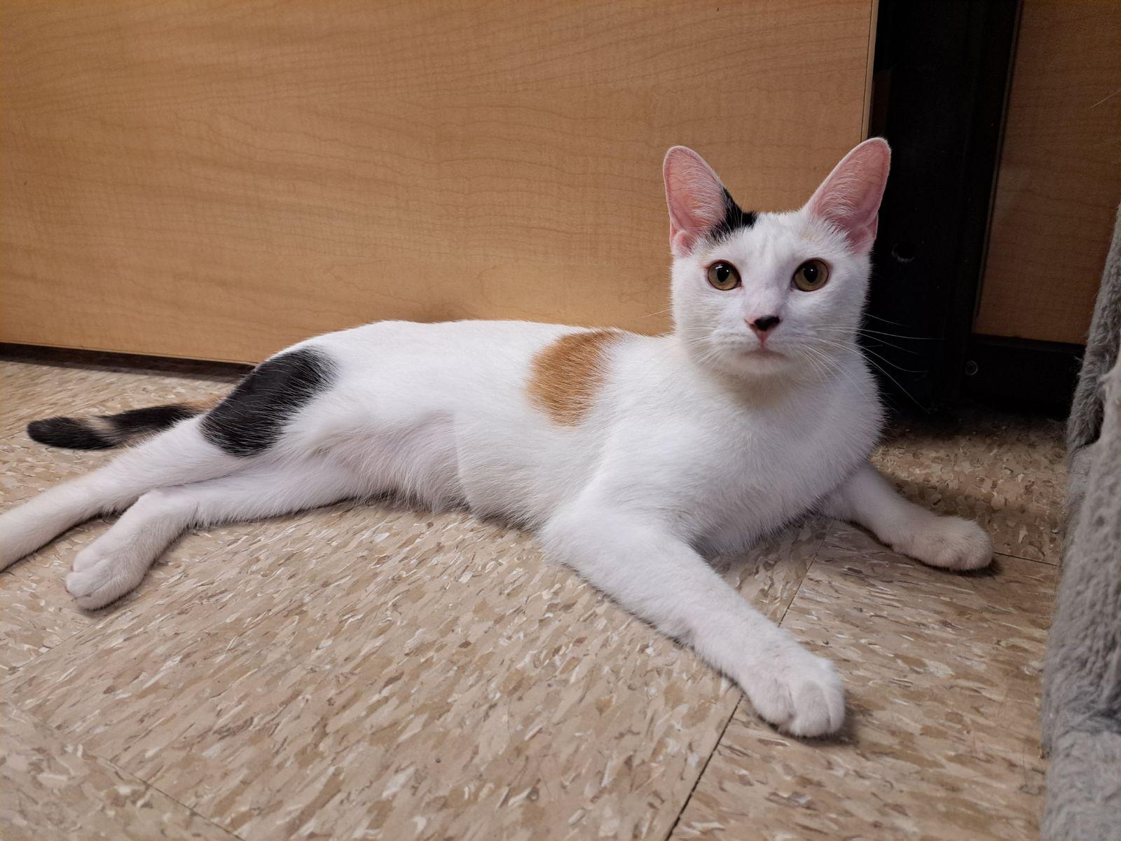 Enlarge Calalily 4.29.25, a Adoptable Domestic Short Hair in Apopka, FL image 2/3