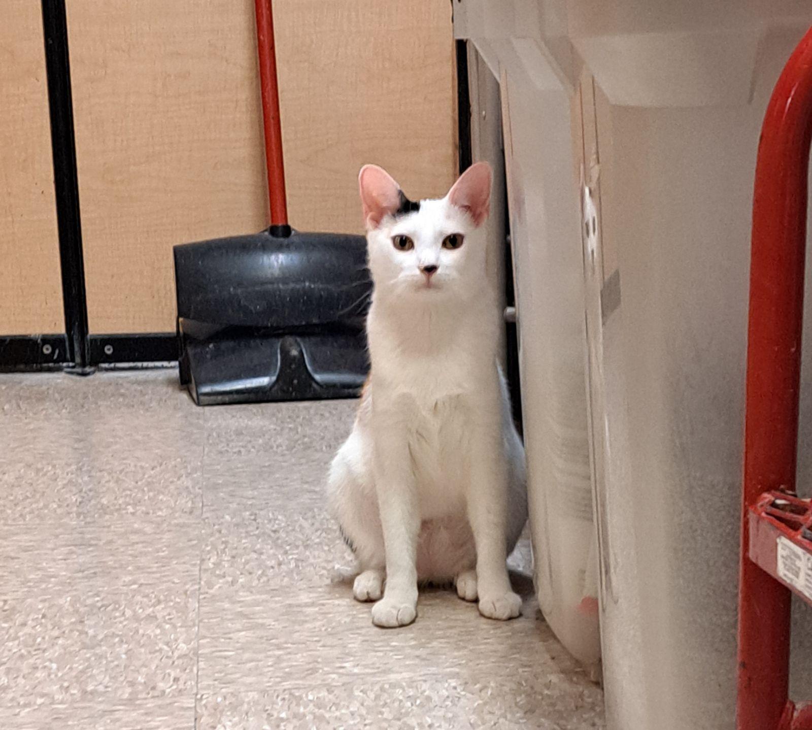 Enlarge Calalily 4.29.25, a Adoptable Domestic Short Hair in Apopka, FL image 3/3
