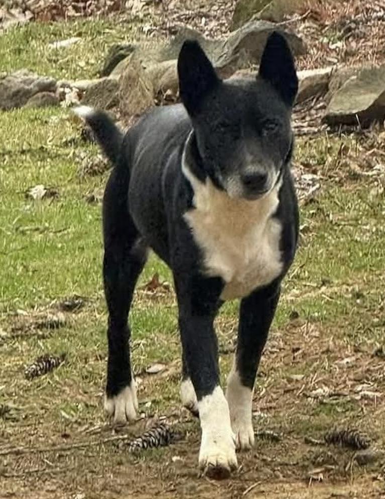 Enlarge BOOTS, a Adoptable mixed breed in East Flat Rock, NC image 1/6