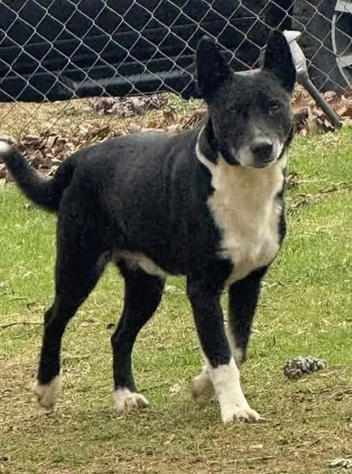Enlarge BOOTS, a Adoptable mixed breed in East Flat Rock, NC image 2/6