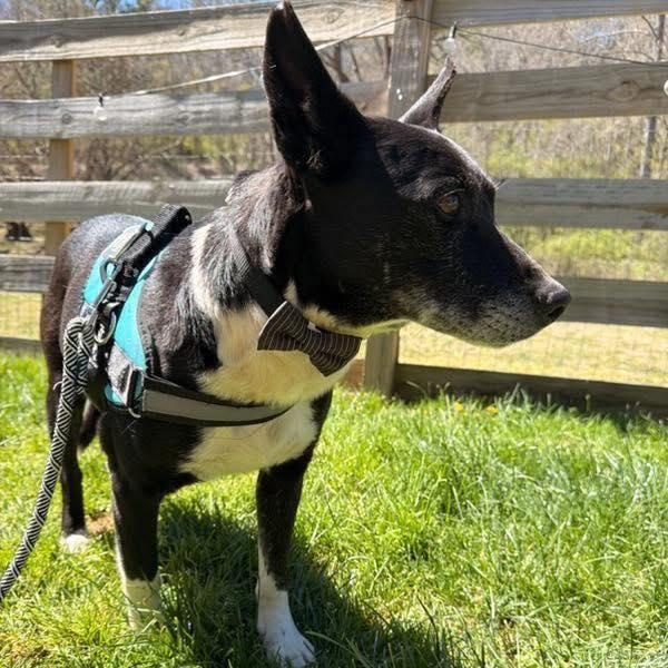 Enlarge BOOTS, a Adoptable mixed breed in East Flat Rock, NC image 3/6