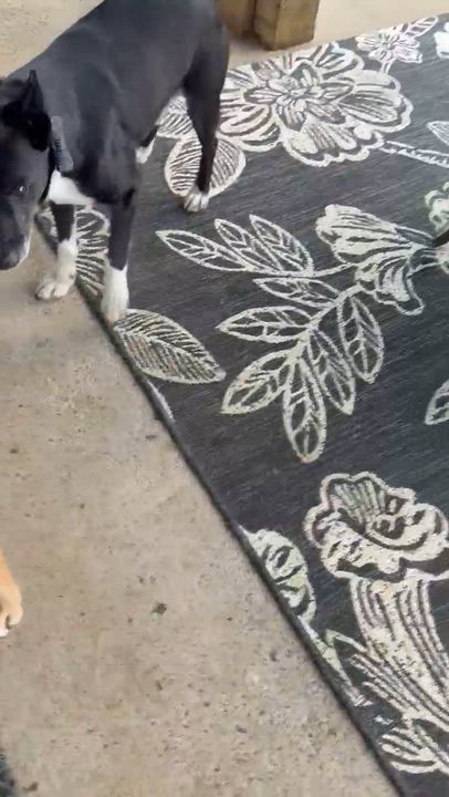 Enlarge BOOTS, a Adoptable mixed breed in East Flat Rock, NC video 4/6