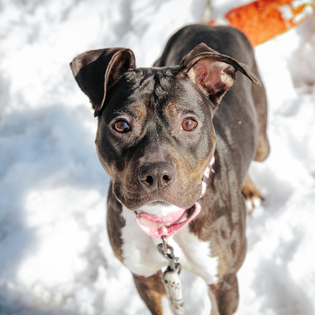 Enlarge Mila, a Adoptable Mixed Breed in West Olive, MI image 2/6