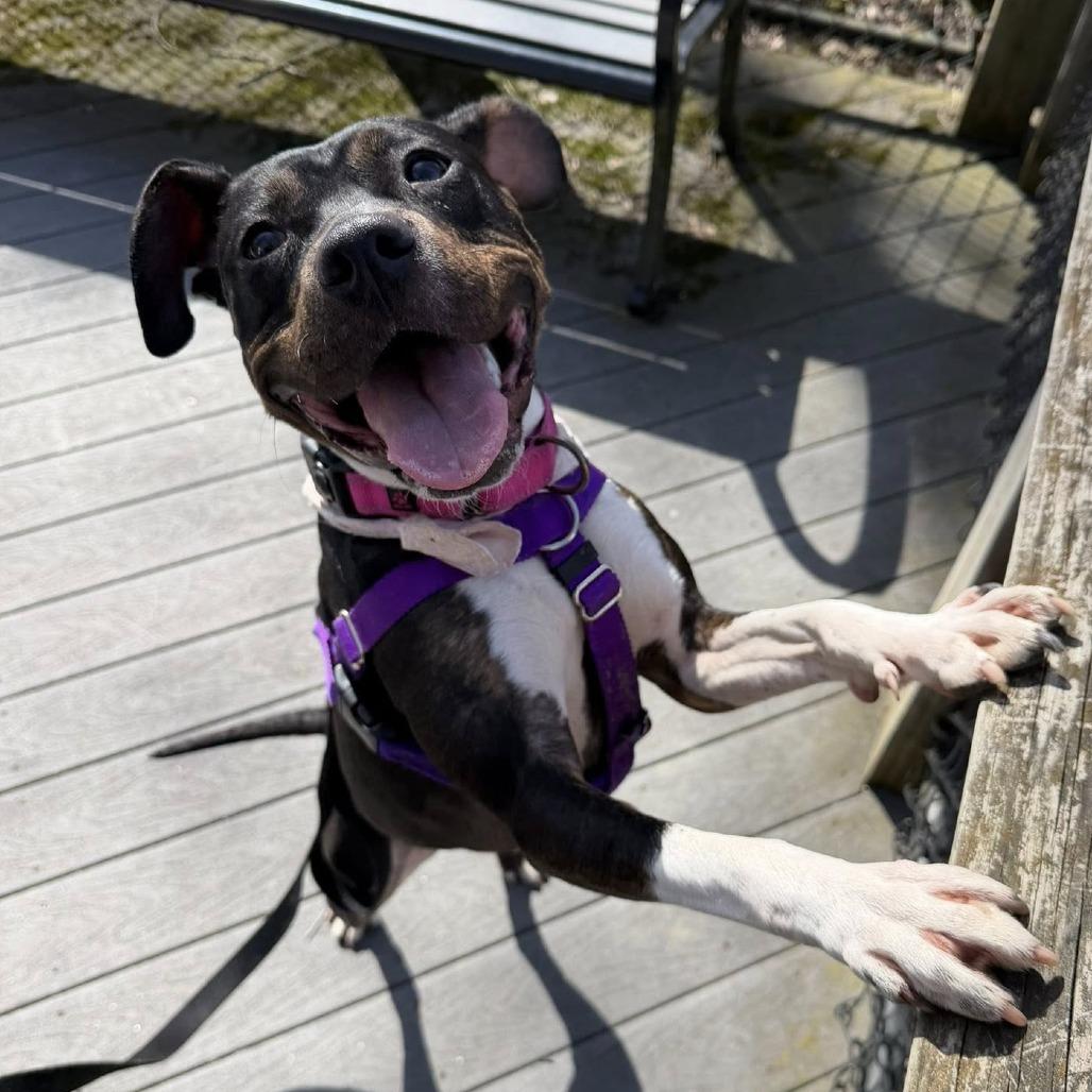 Enlarge Mila, a Adoptable Mixed Breed in West Olive, MI image 3/6