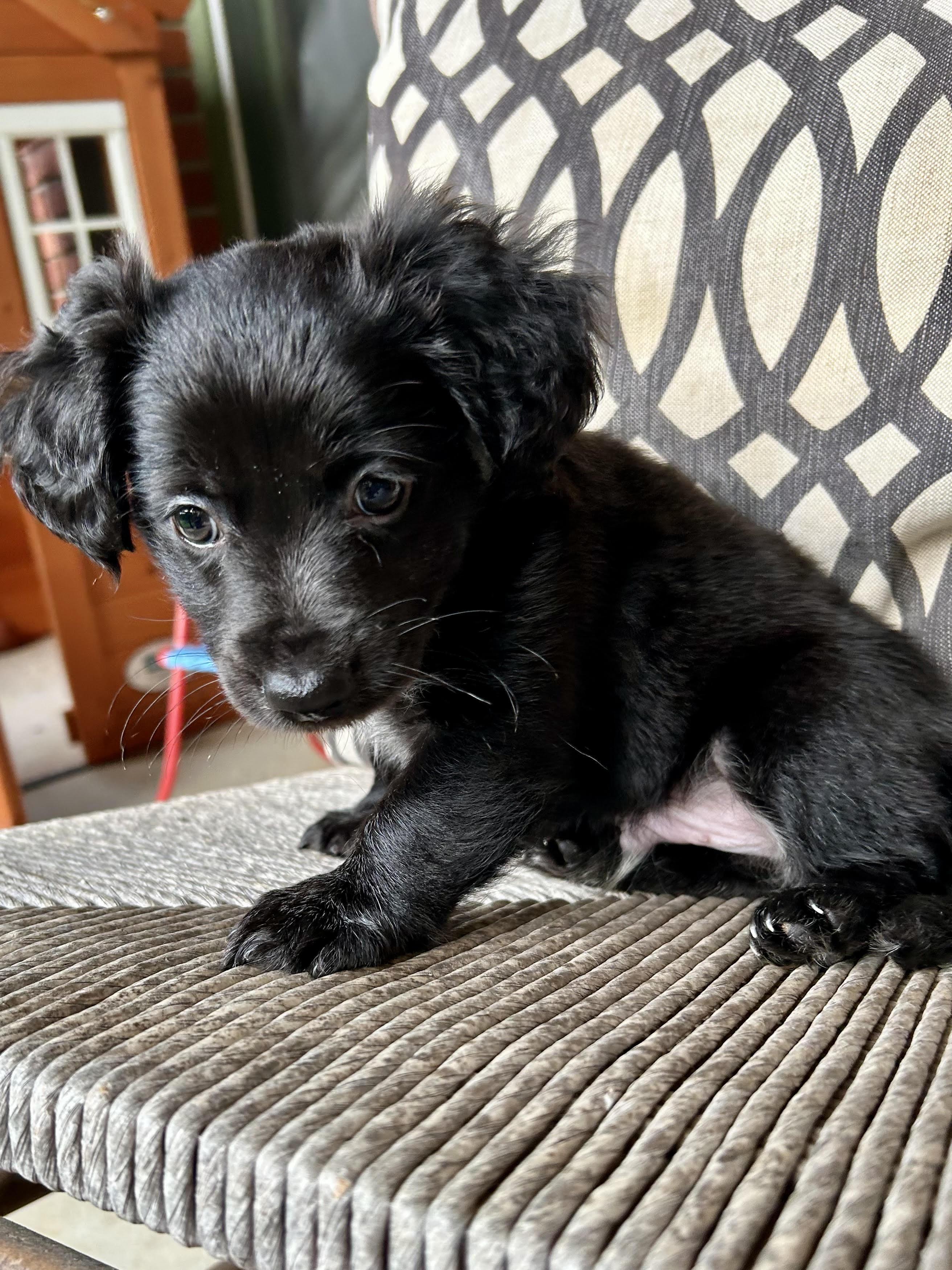Eli, Baby Male Australian Shepherd