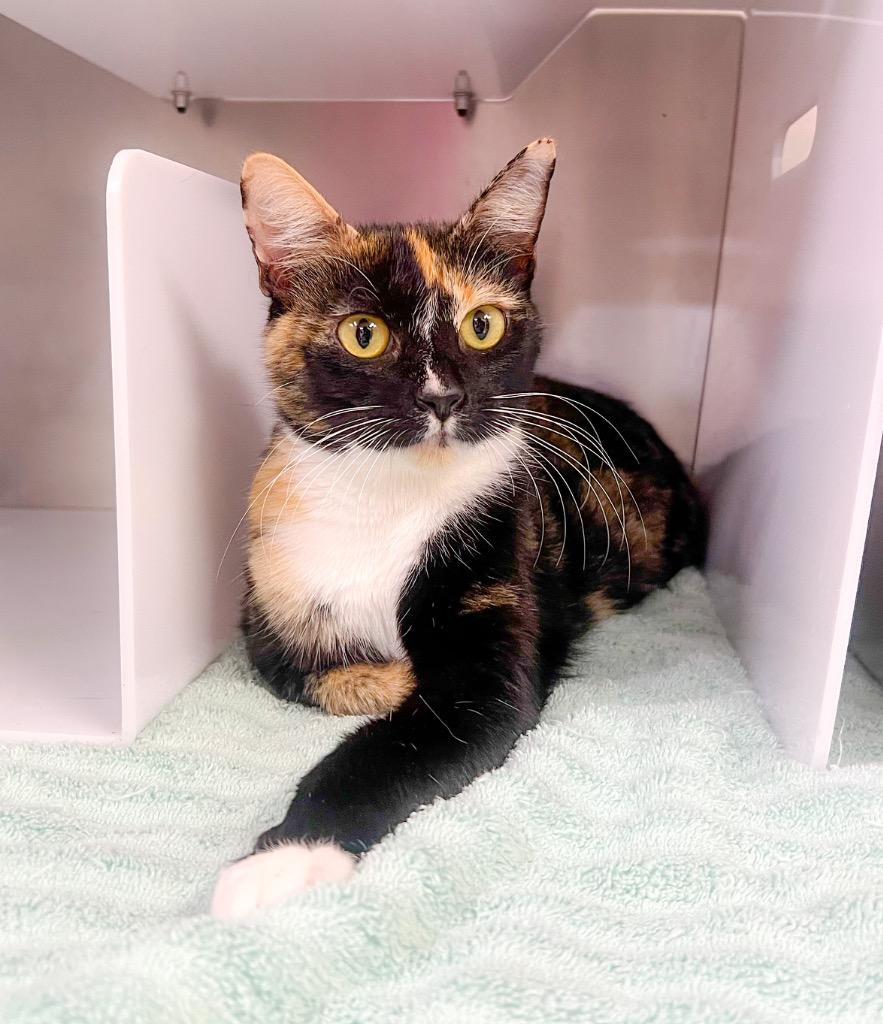 Kehlani, Adopted, Young Female Domestic Short Hair.