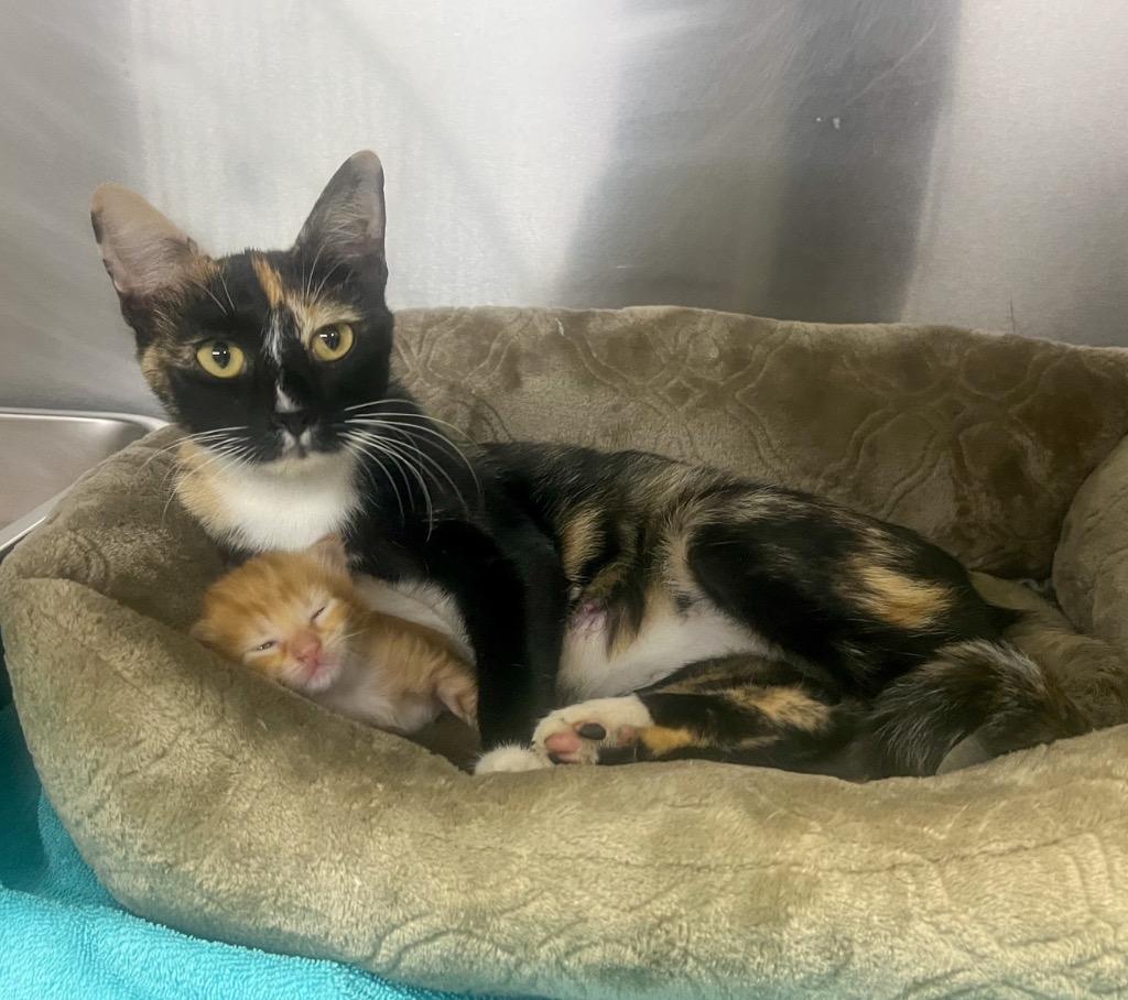 Kehlani, a Adopted mixed breed in Murray, KY image 2/3