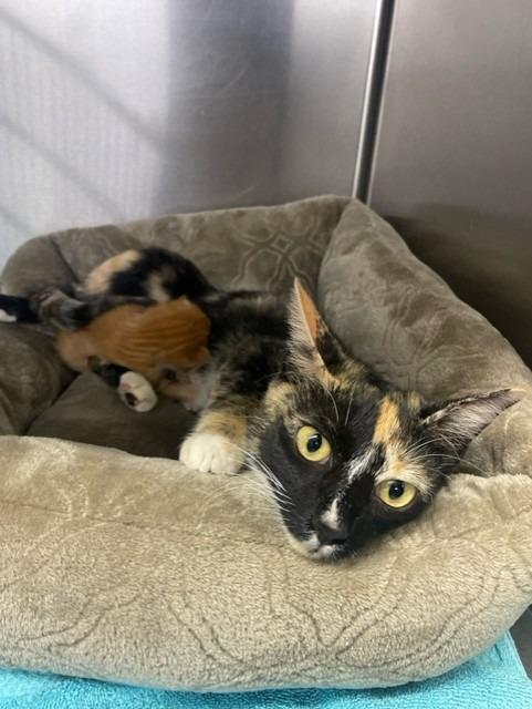 Kehlani, a Adopted mixed breed in Murray, KY image 3/3