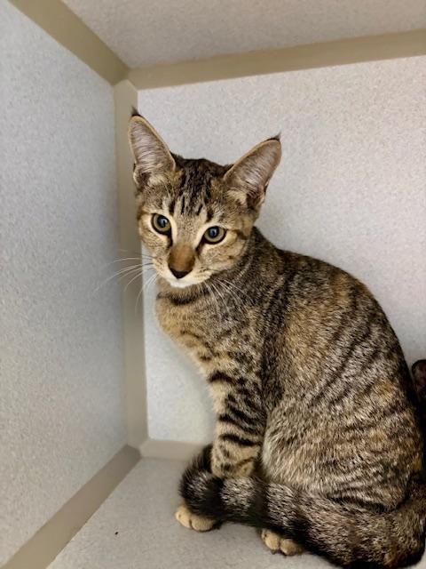 Gilly, a ADOPTABLE Domestic Short Hair in Winter Haven, FL image 2/2