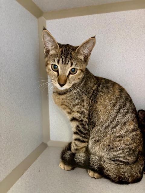 Gilly, ADOPTABLE, Kitten Female Domestic Short Hair.