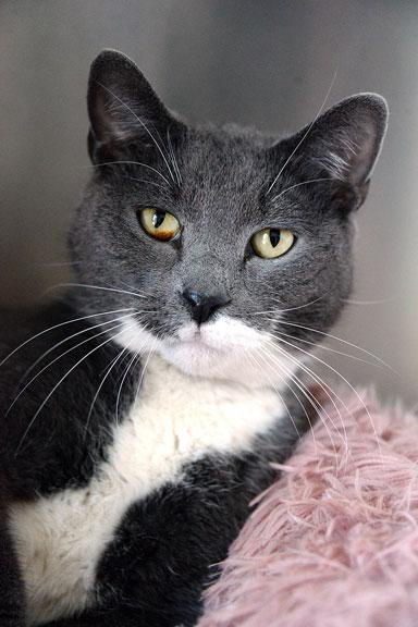 Enlarge Leonardo aka LEO: Pet of the Week!, a ADOPTABLE mixed breed in Fort Leavenworth, KS image 1/5