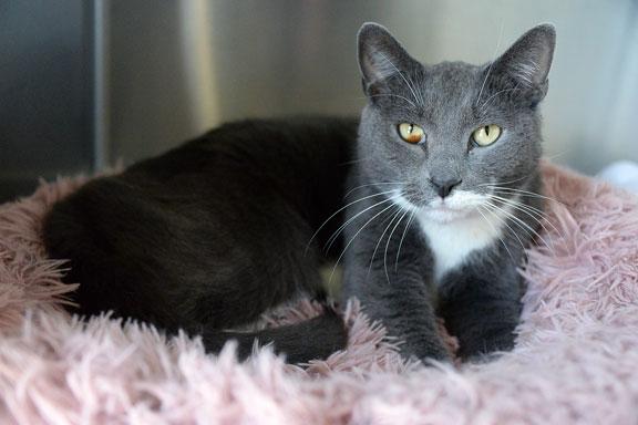 Enlarge Leonardo aka LEO: Pet of the Week!, a ADOPTABLE mixed breed in Fort Leavenworth, KS image 2/5