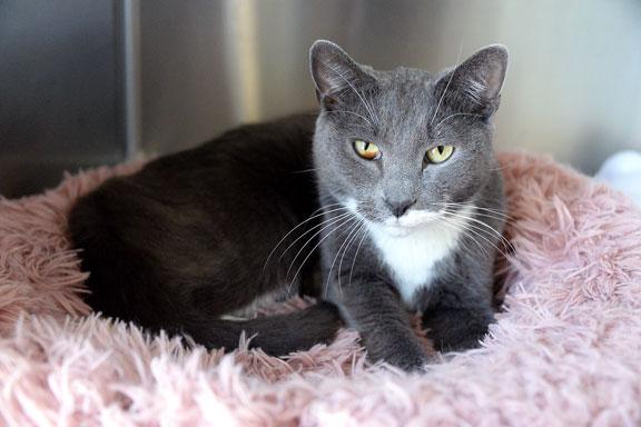 Enlarge Leonardo aka LEO: Pet of the Week!, a ADOPTABLE mixed breed in Fort Leavenworth, KS image 3/5